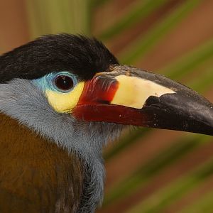 Plate-billed Mountain-toucan (Andigena laminirostris) - portrait