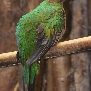 Crested Quetzal (Pharomachrus antisianus) May 2010