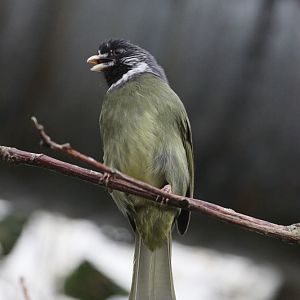 Finch-billed Bulbul (Spizixos semitorques)