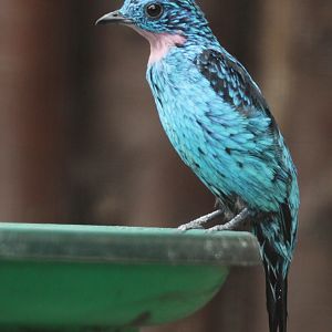 Spangled Cotinga (Cotinga cayana)