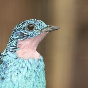 Spangled Cotinga (Cotinga cayana) portrait