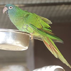 Blue-crowned Conure (Aratinga acuticaudata)