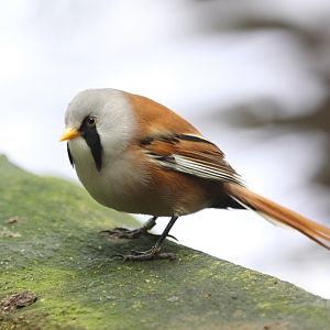 Bearded Parrotbill (Panurus biarmicus)