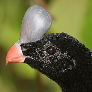 Northern Helmeted Curassow (Pauxi pauxi)