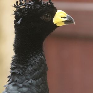 Yellow-knobbed Curassow (Crax daubentoni) June 2011