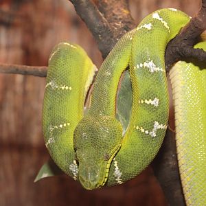 Emerald Tree Boa (Corallus caninus)