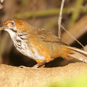 Scimitar-babbler (Pomatorhinus spp.) ID please