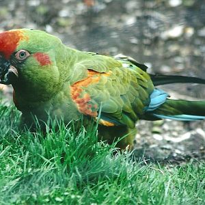 Red-fronted Macaw 19th May 2013