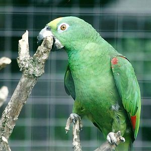 Yellow-crowned Amazon 19th May 2013