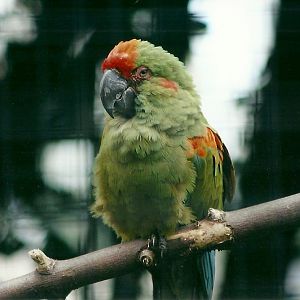 Red-fronted Macaw 19th May 2013