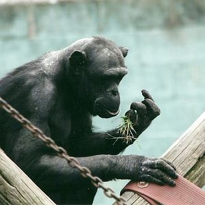Chimpanzee 19th May 2013