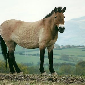 Przewalski's Horse 19th May 2013
