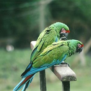 Military Macaws 19th May 2013
