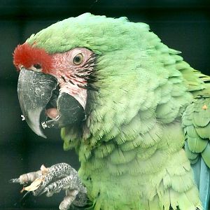 Military Macaw 19th May 2013