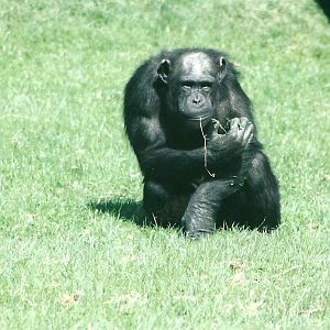 Chimpanzee 19th May 2013