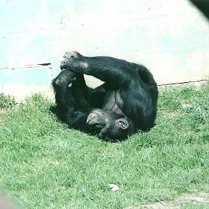 Chimpanzee 19th May 2013
