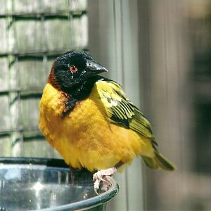 Village Weaver 19th May 2013