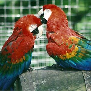 Green-winged x Scarlet Macaws 19th May 2013