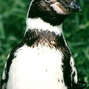 Humboldt's Penguin 19th May 2013