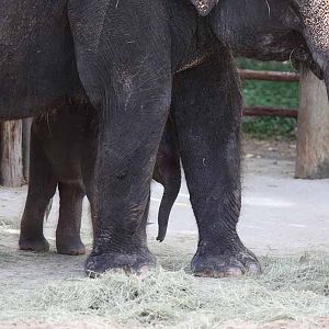 baby elephant with mom