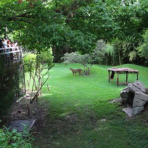 cheetah exhibit
