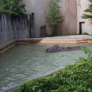 hippo exhibit