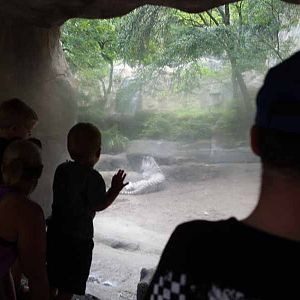 people watching tiger