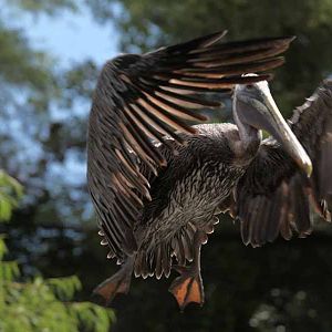 brown pelican in flight