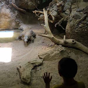 boy watching komodo dragon