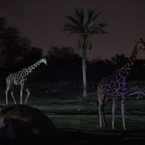 giraffes at night, Aug 10, 2013