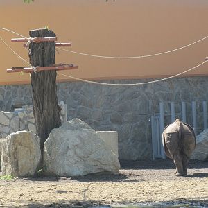 Pileated gibbon and Indian rhino