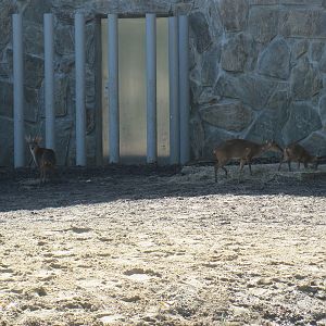 Reeves's muntjac family