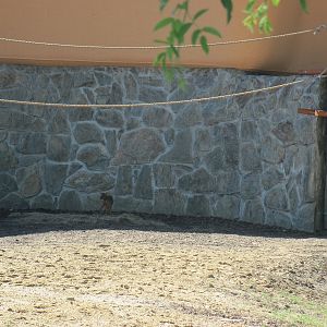 Reeves's muntjacs and pilaeted gibbon