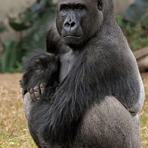 lukas the dominance gorillas at zoo