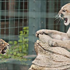 Javan Leopard and Missouri cougar at Berlin Tierpark