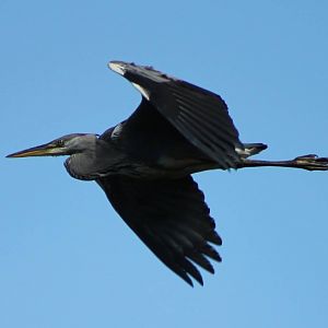 Grey heron in fligth