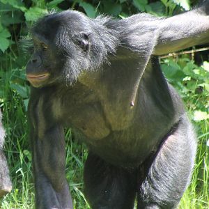 Bonobo
