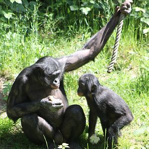 Bonobos