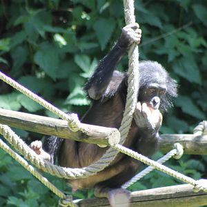 Bonobo