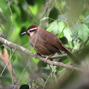 White-browed Laughingthrush (Pterorhinus sannio) May 2010