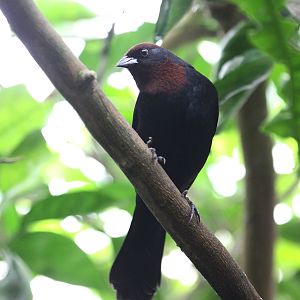 Chestnut-capped Blackbird (Chrysomus ruficapillus) May 2010