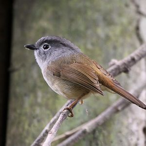 Grey-cheeked Fulvetta (Alcippe morrisonia) May 2010