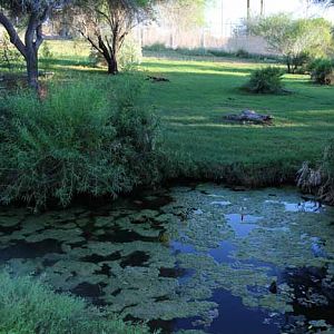 night zoo, Aug 10, 2013