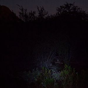 night zoo, Aug 10, 2013