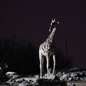 night zoo, Aug 10, 2013