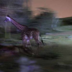 night zoo, Aug 10, 2013