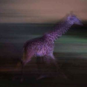 night zoo, Aug 10, 2013