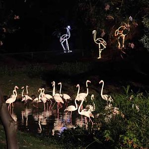 night zoo, Aug 10, 2013