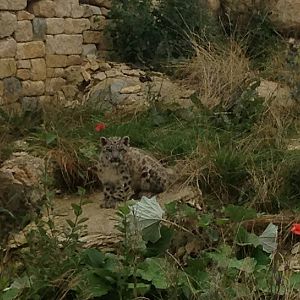 First glimpse of the snow leopard cub