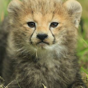 Northern African Cheetah Cub 2nd August 2013